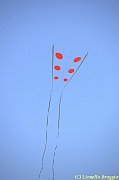 32 FESTIVAL CERVIA 2012 - 022